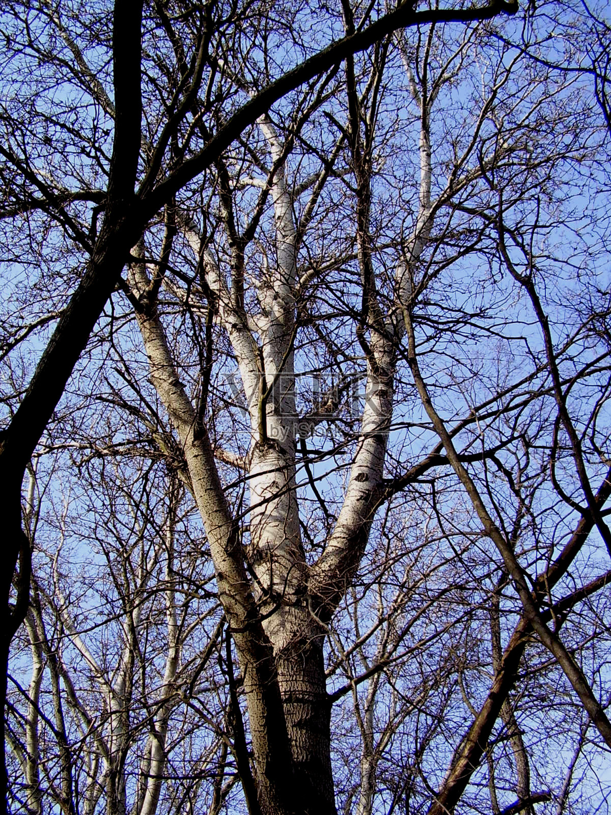 树在3月照片摄影图片