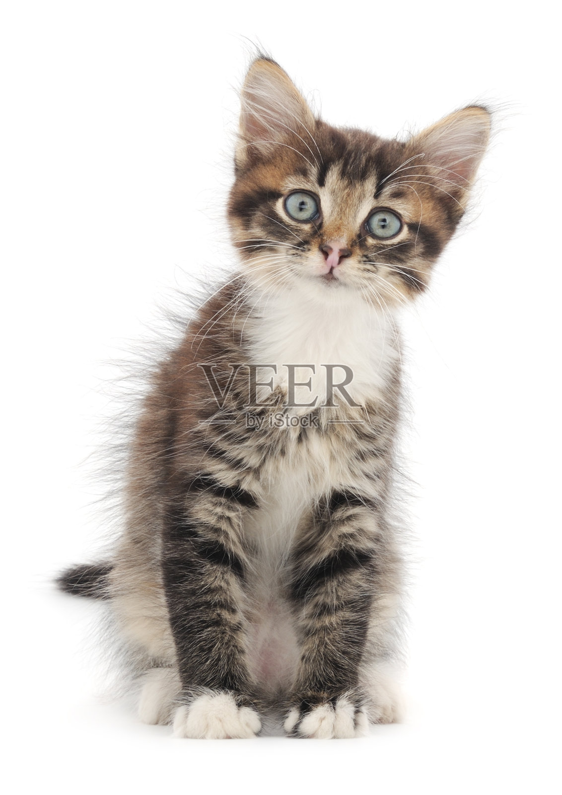 白底上的小猫照片摄影图片