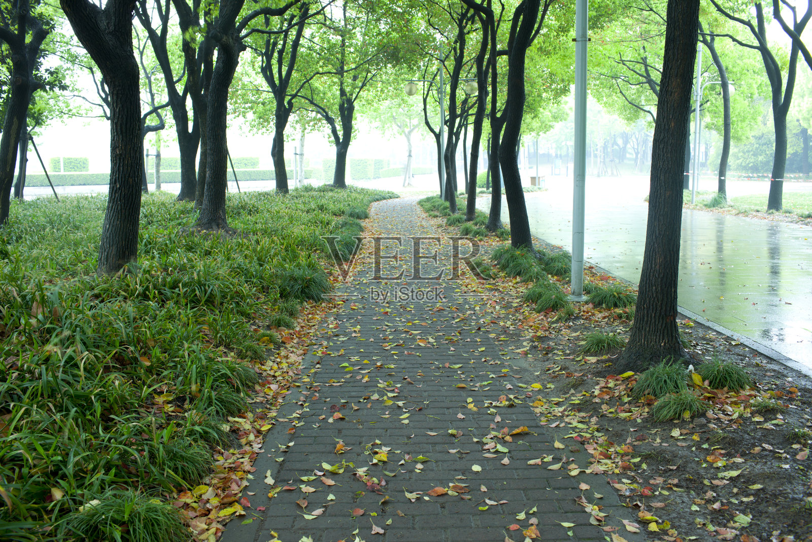 黄色的叶子沿着潮湿的道路照片摄影图片