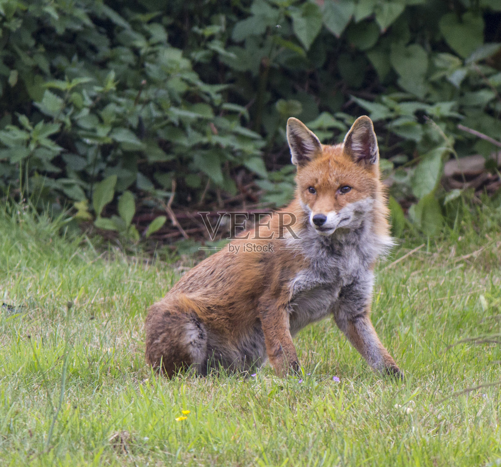 红狐狸照片摄影图片
