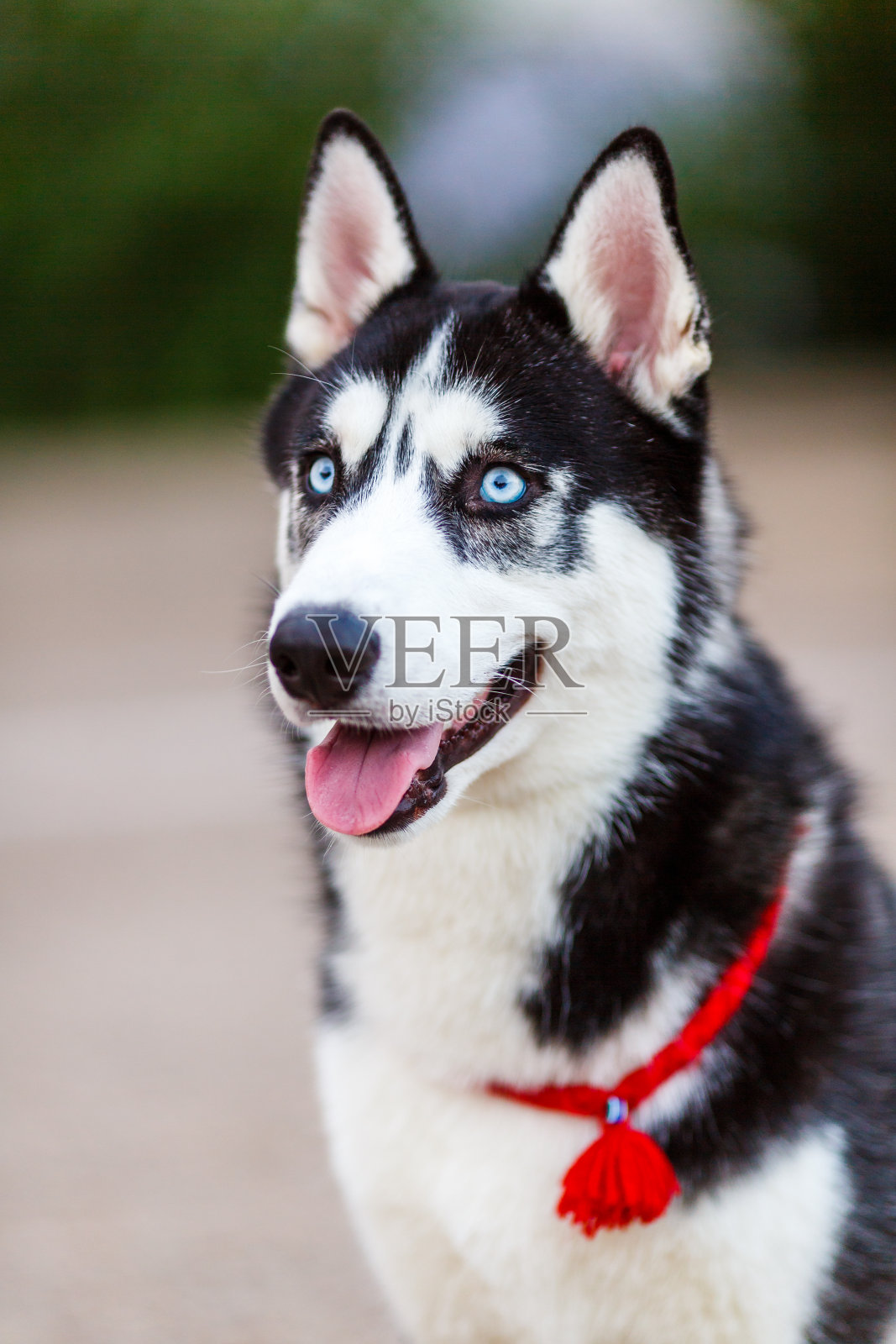 纯种西伯利亚雪橇犬照片摄影图片