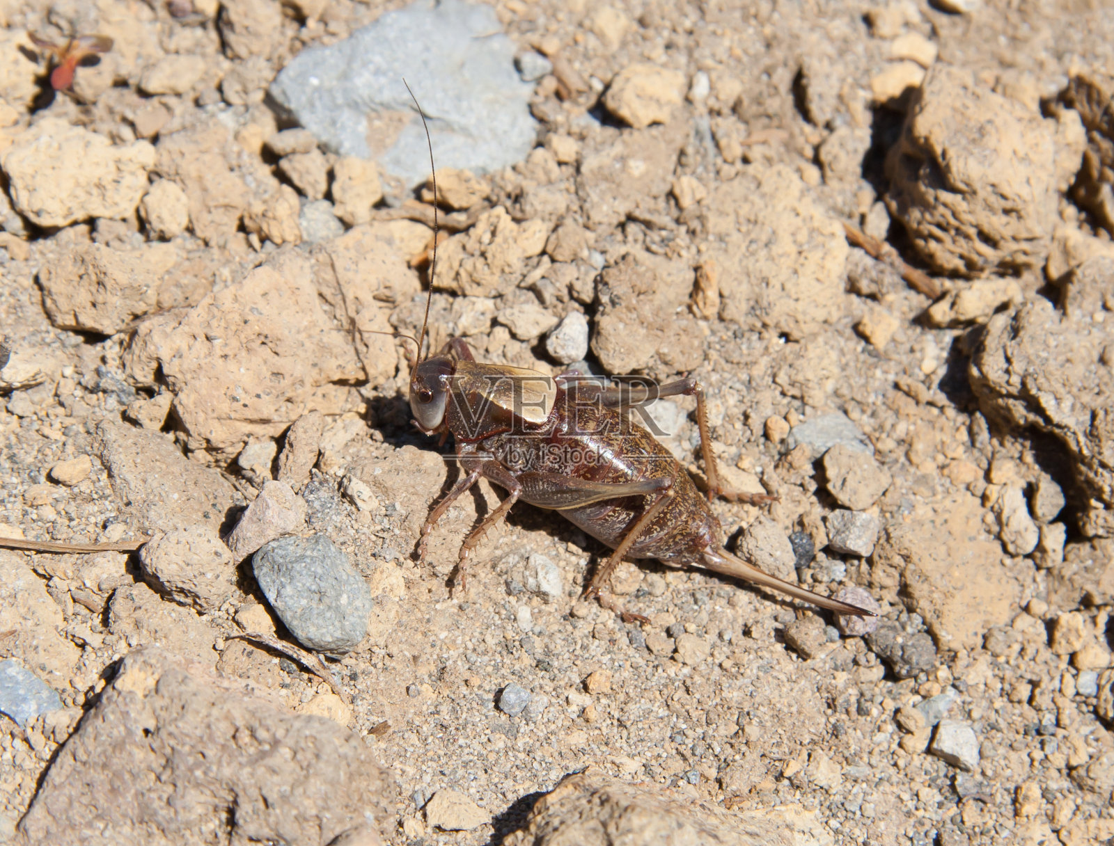 摩门蟋蟀照片摄影图片