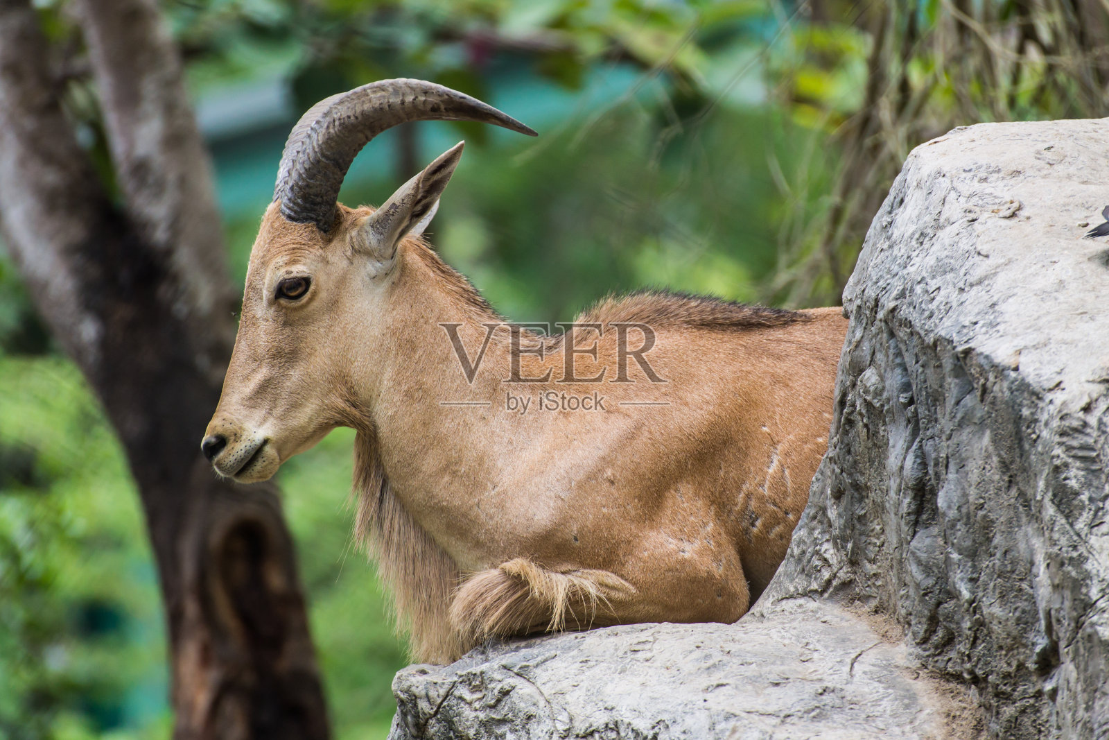 石头上的山羊照片摄影图片