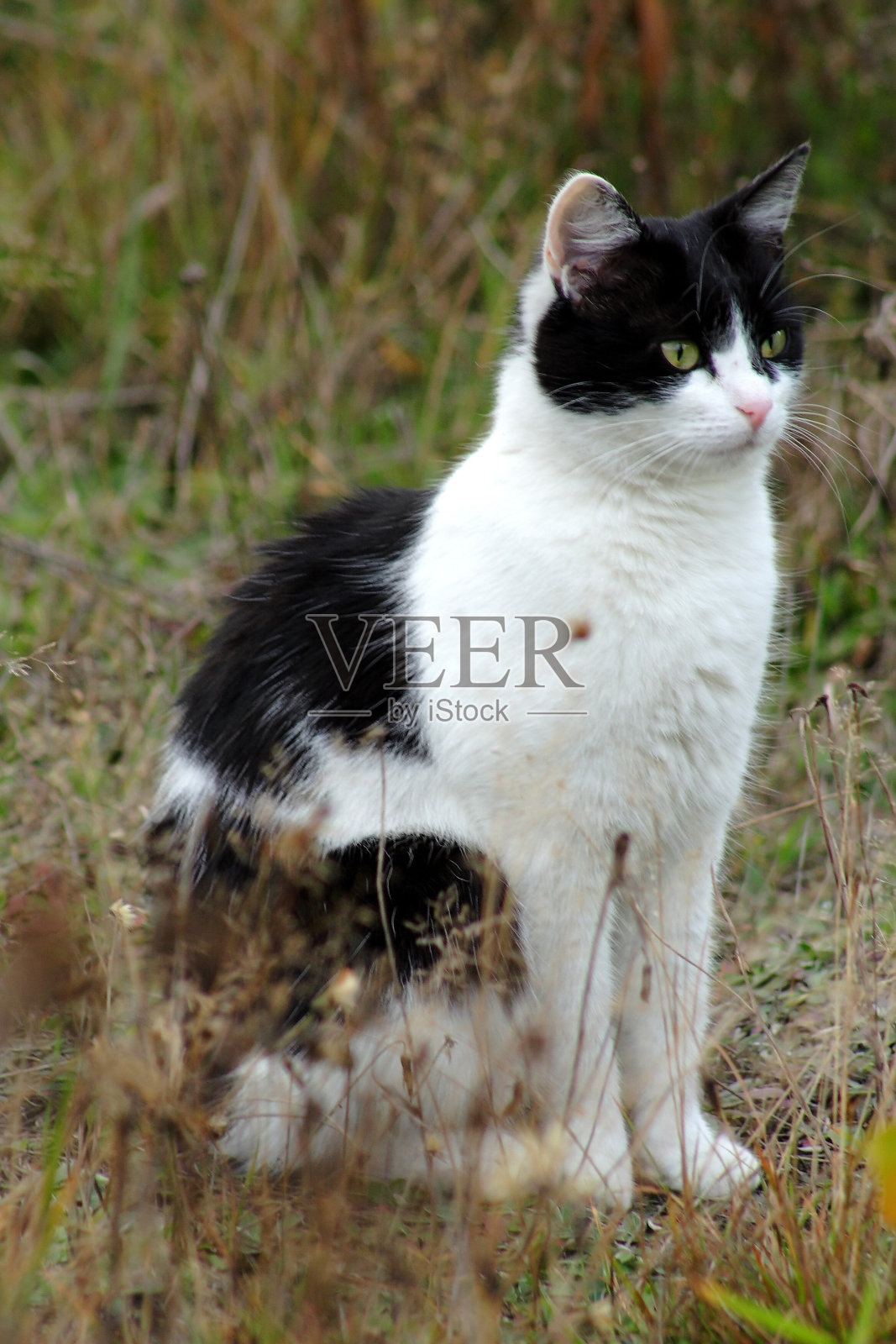 猫照片摄影图片