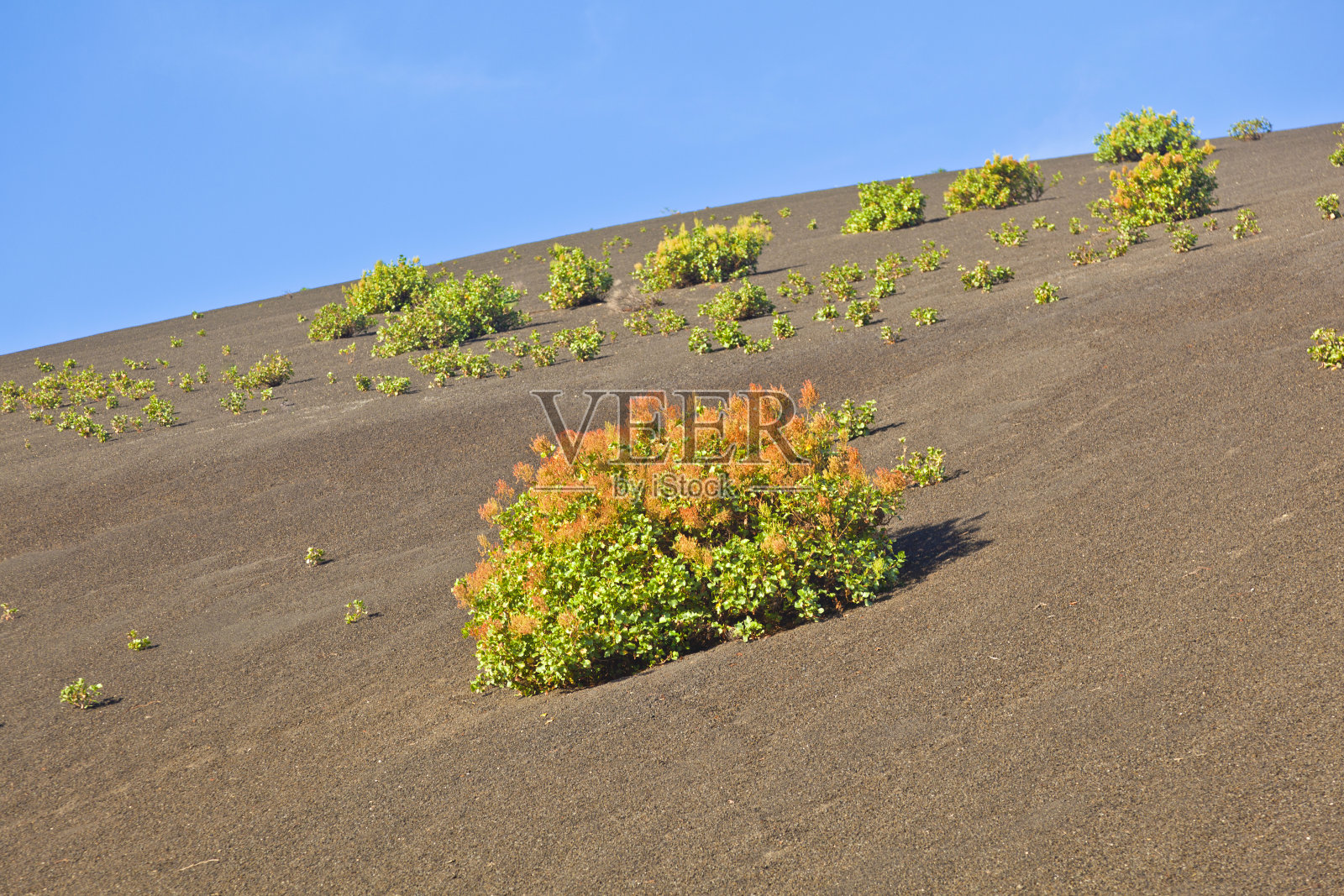 提曼法亚国家公园火山山上稀疏的植被照片摄影图片