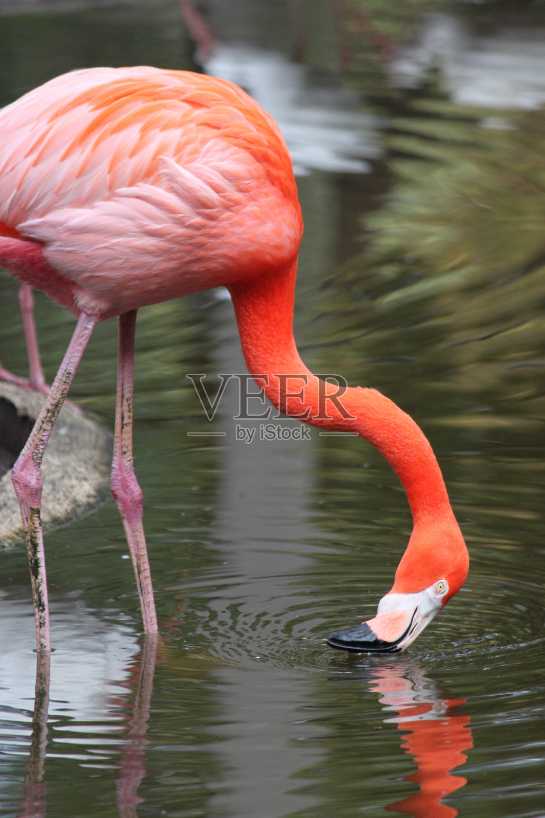火烈鸟照片摄影图片
