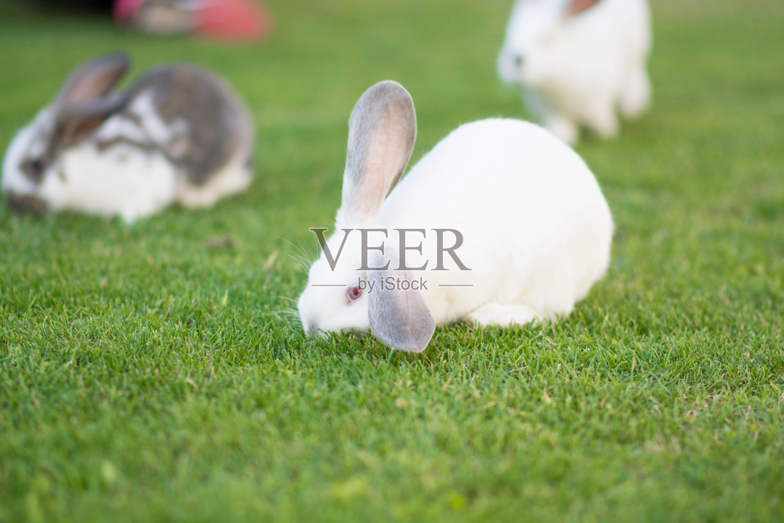 草丛中的兔子照片摄影图片