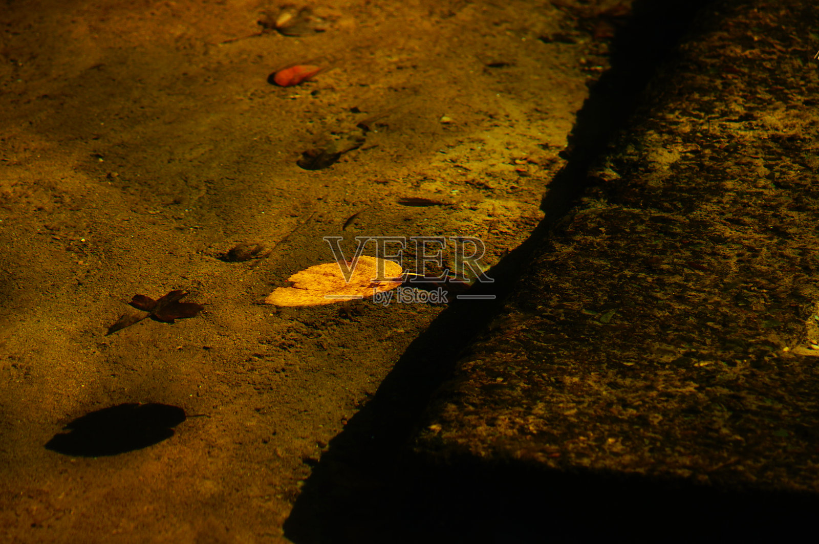 秋叶浮在水上照片摄影图片