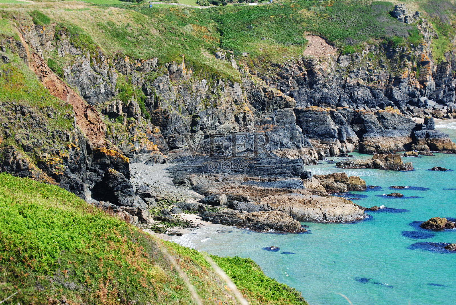 康沃尔的蜥蜴照片摄影图片