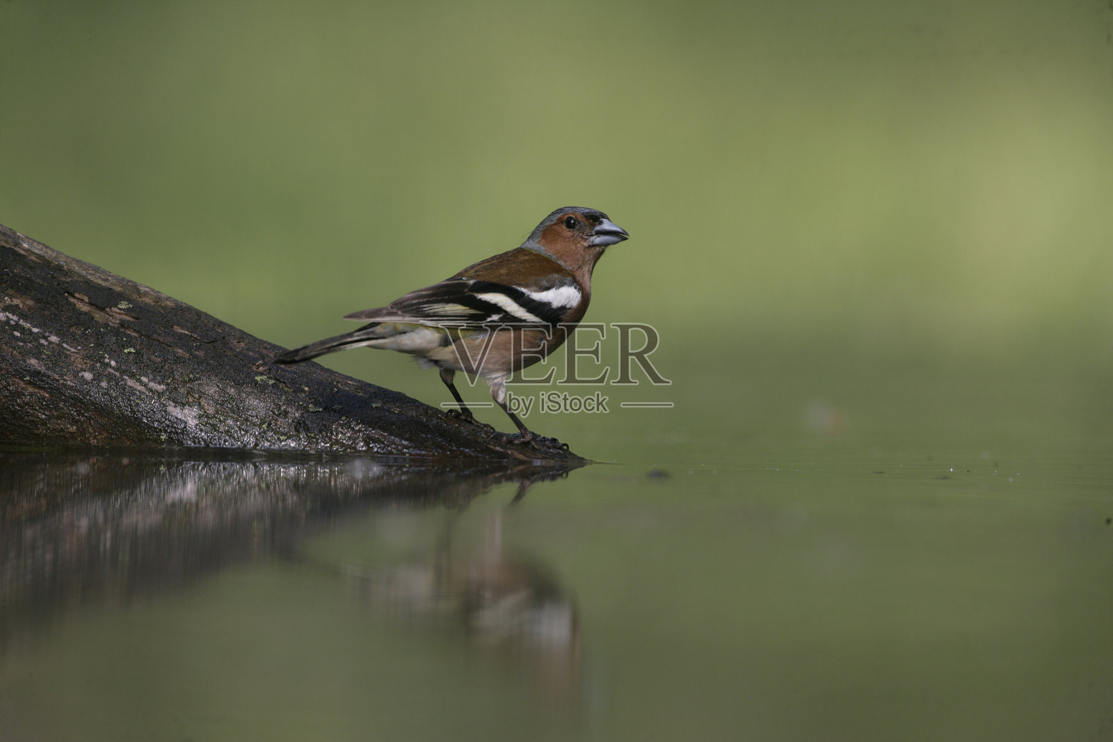 查夫奇，弗林吉拉小肠杆菌，照片摄影图片