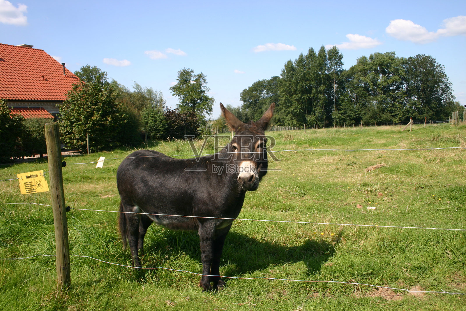驴在现场照片摄影图片