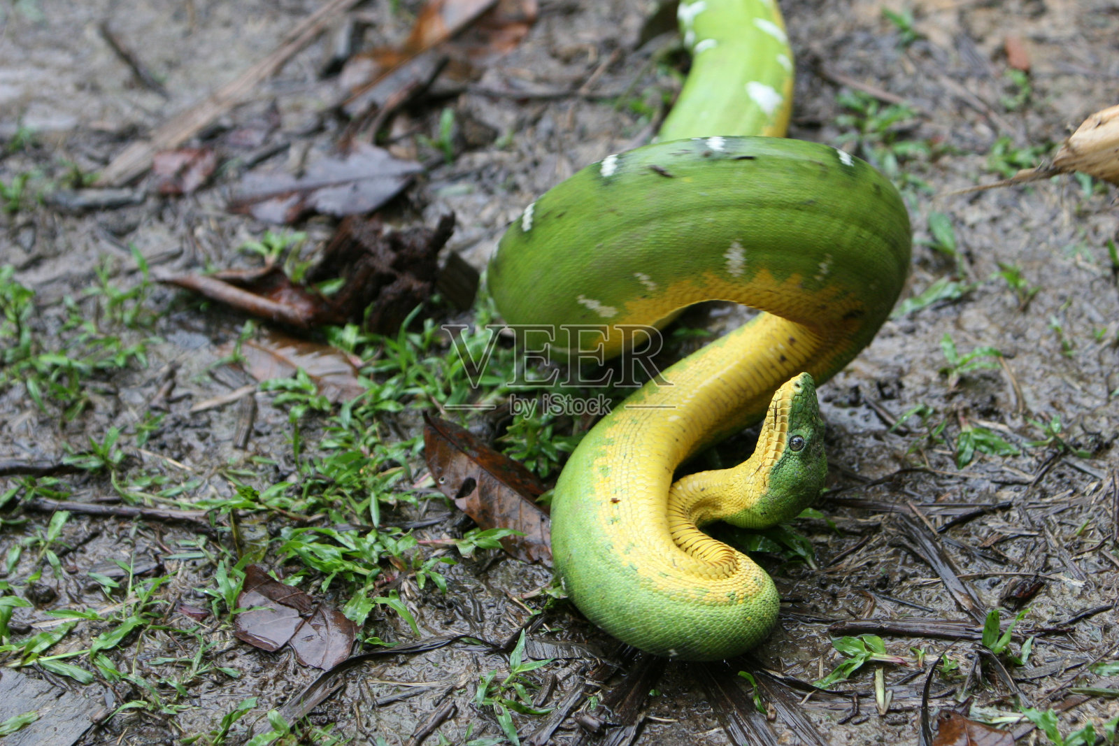 翡翠树蟒蛇照片摄影图片