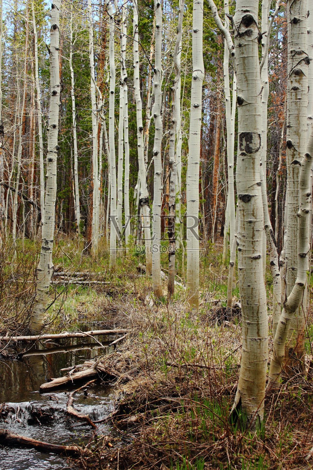 晚春的白杨林照片摄影图片