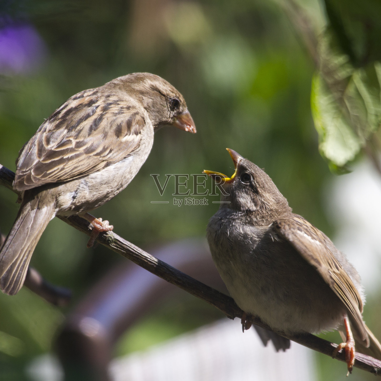麻雀照片摄影图片