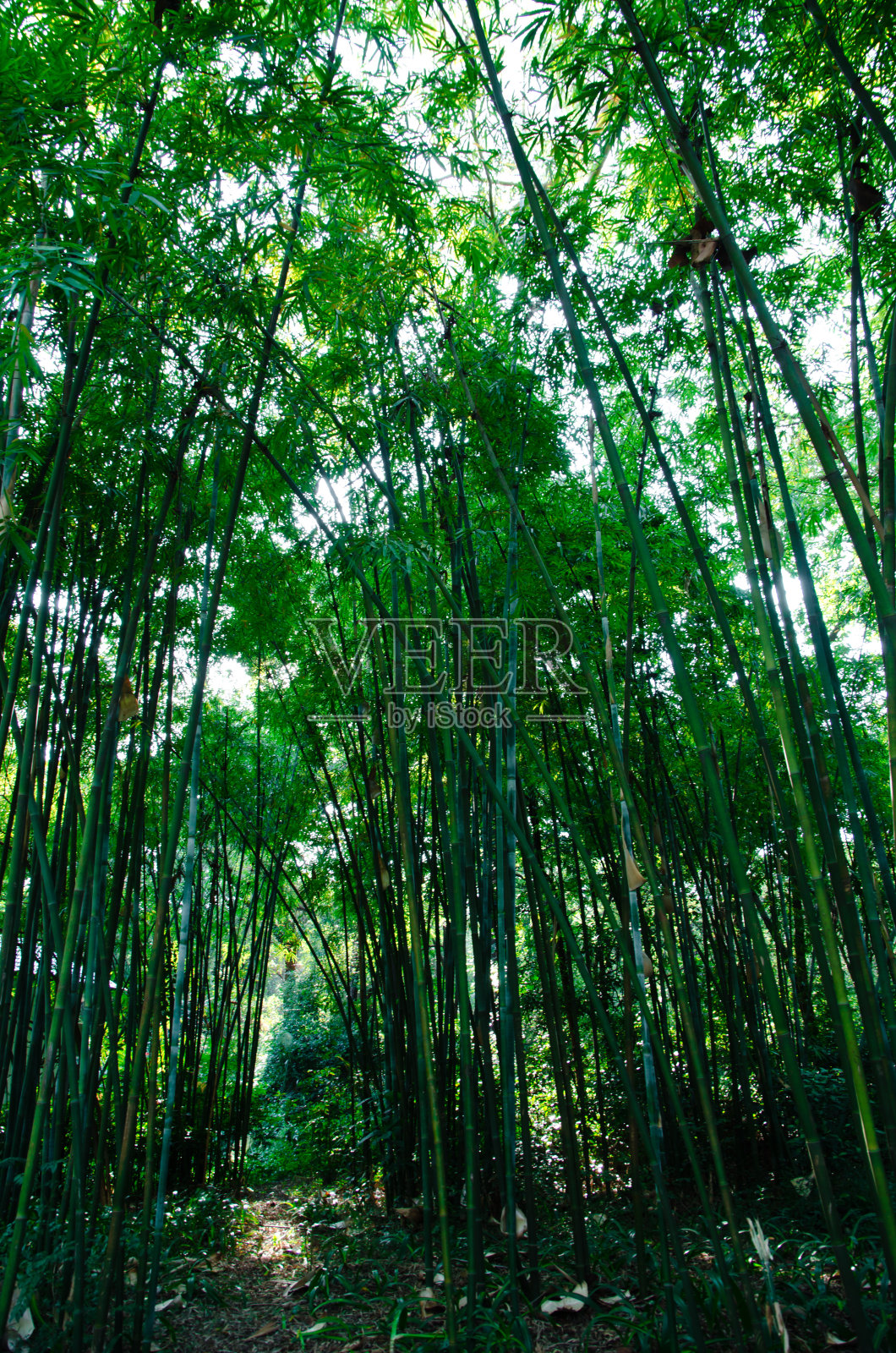 竹林照片摄影图片