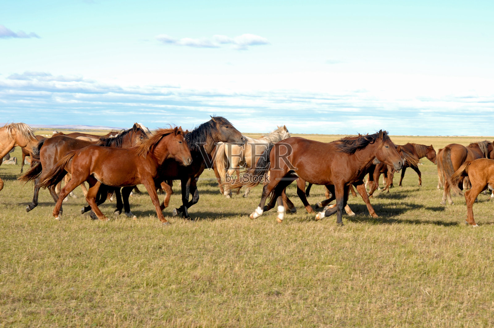 疾驰照片摄影图片