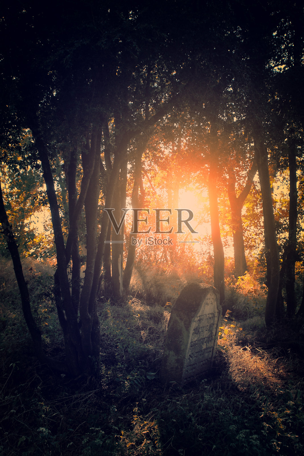 森林里令人毛骨悚然的墓地照片摄影图片