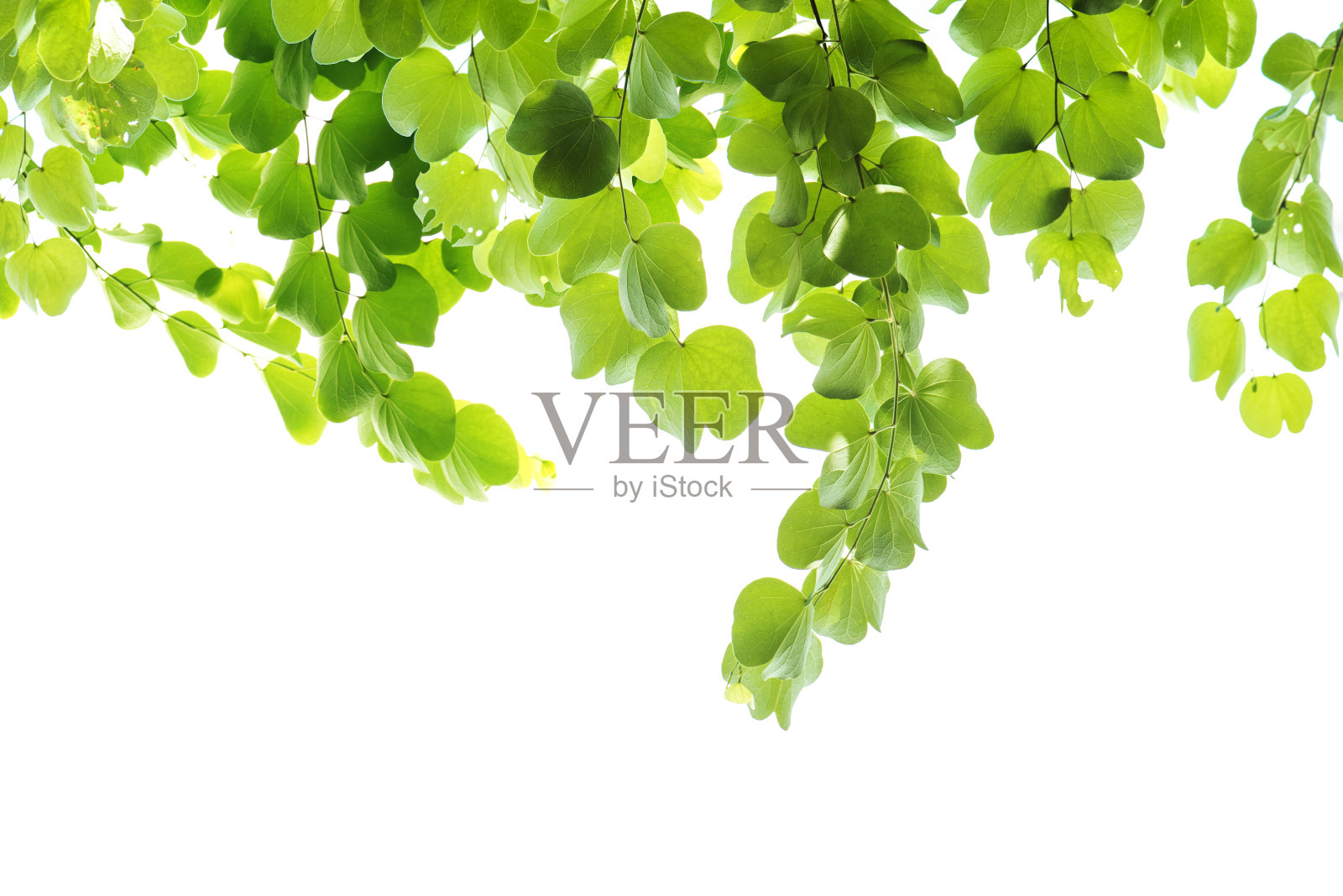 新鲜的叶子照片摄影图片