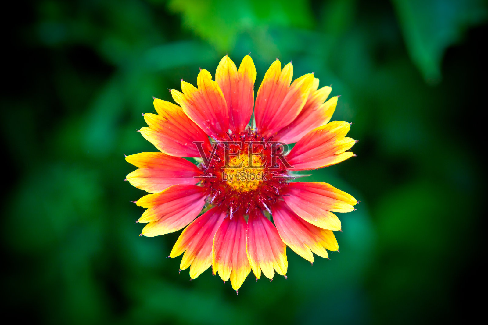 花盖拉尔迪亚照片摄影图片