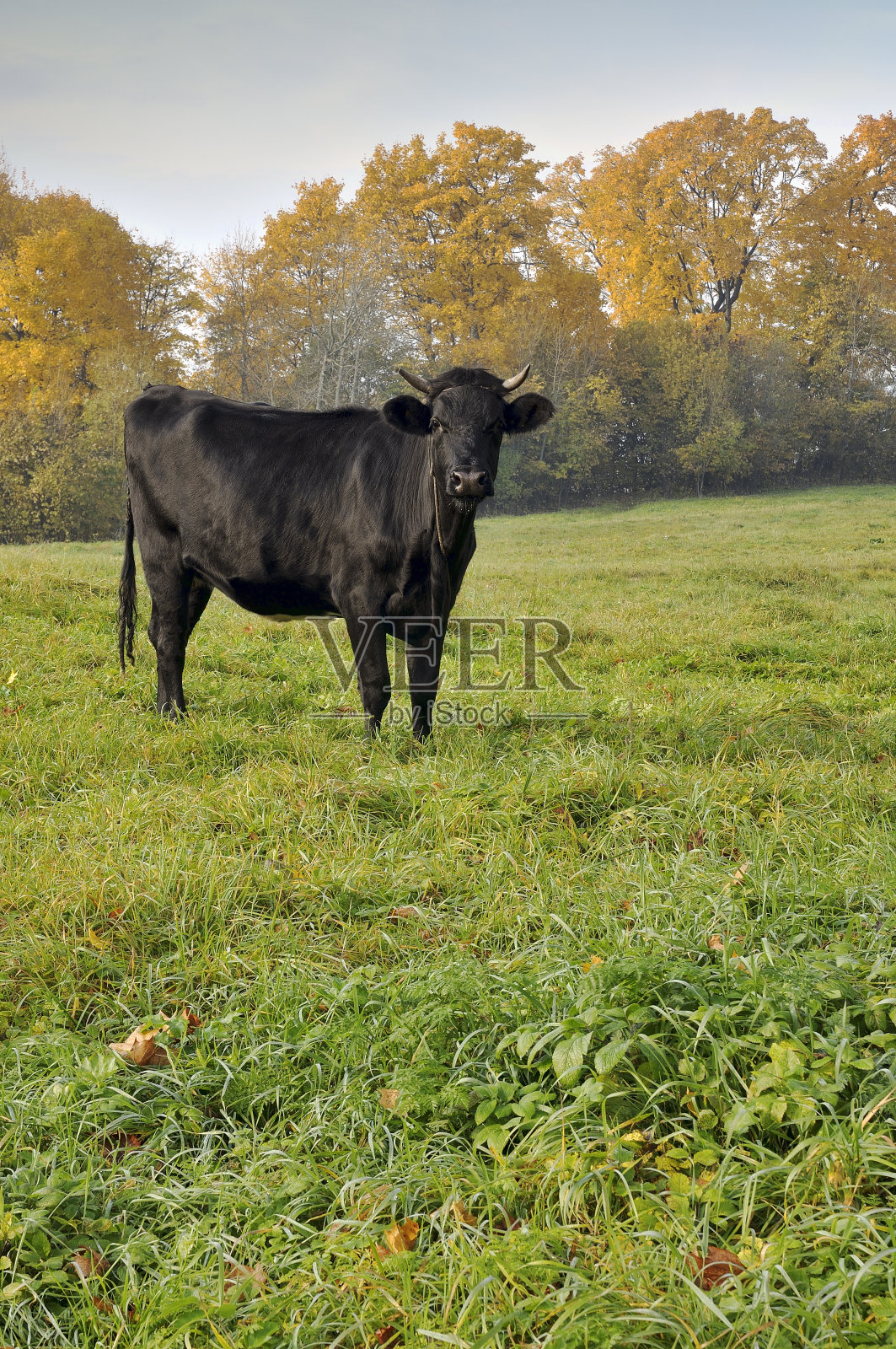 黑色的牛照片摄影图片