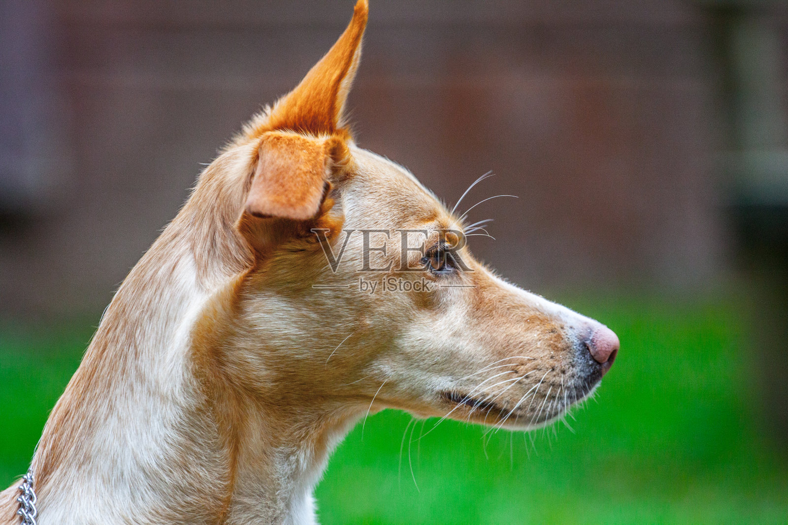 肖像波登科照片摄影图片