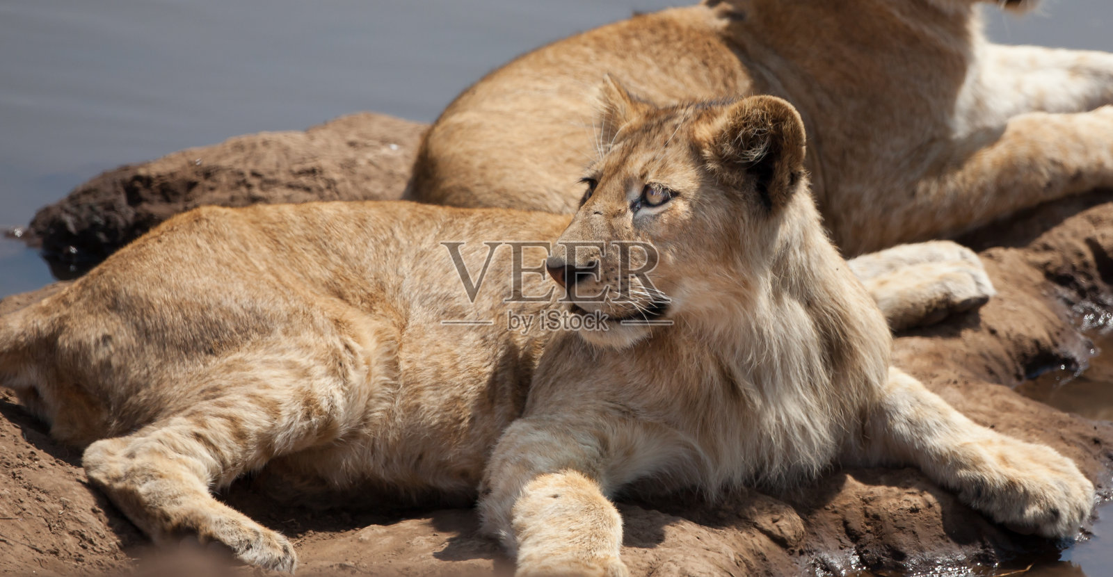 年轻的雄狮在坦桑尼亚的岸边等待着照片摄影图片