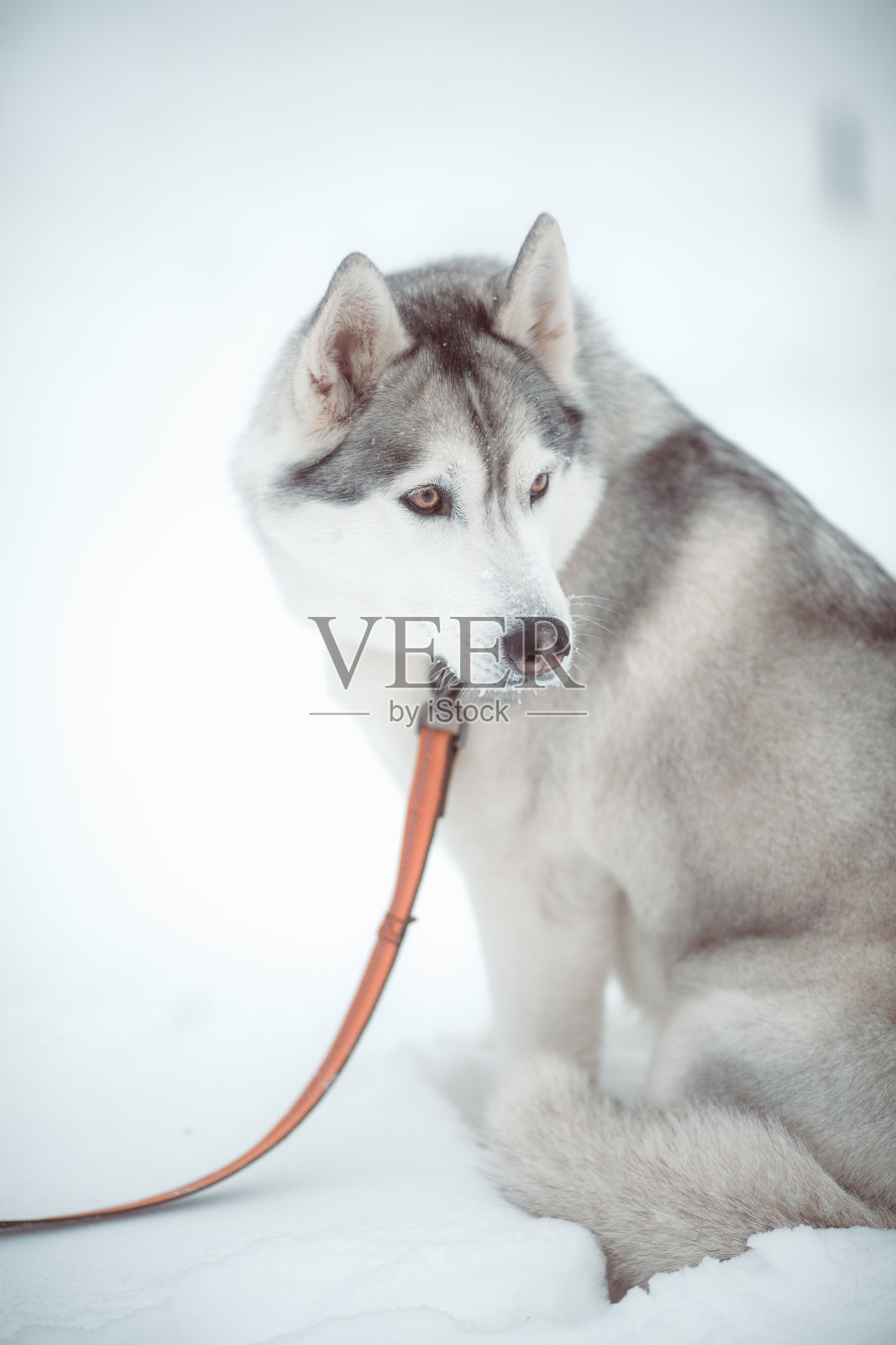 西伯利亚雪橇犬照片摄影图片