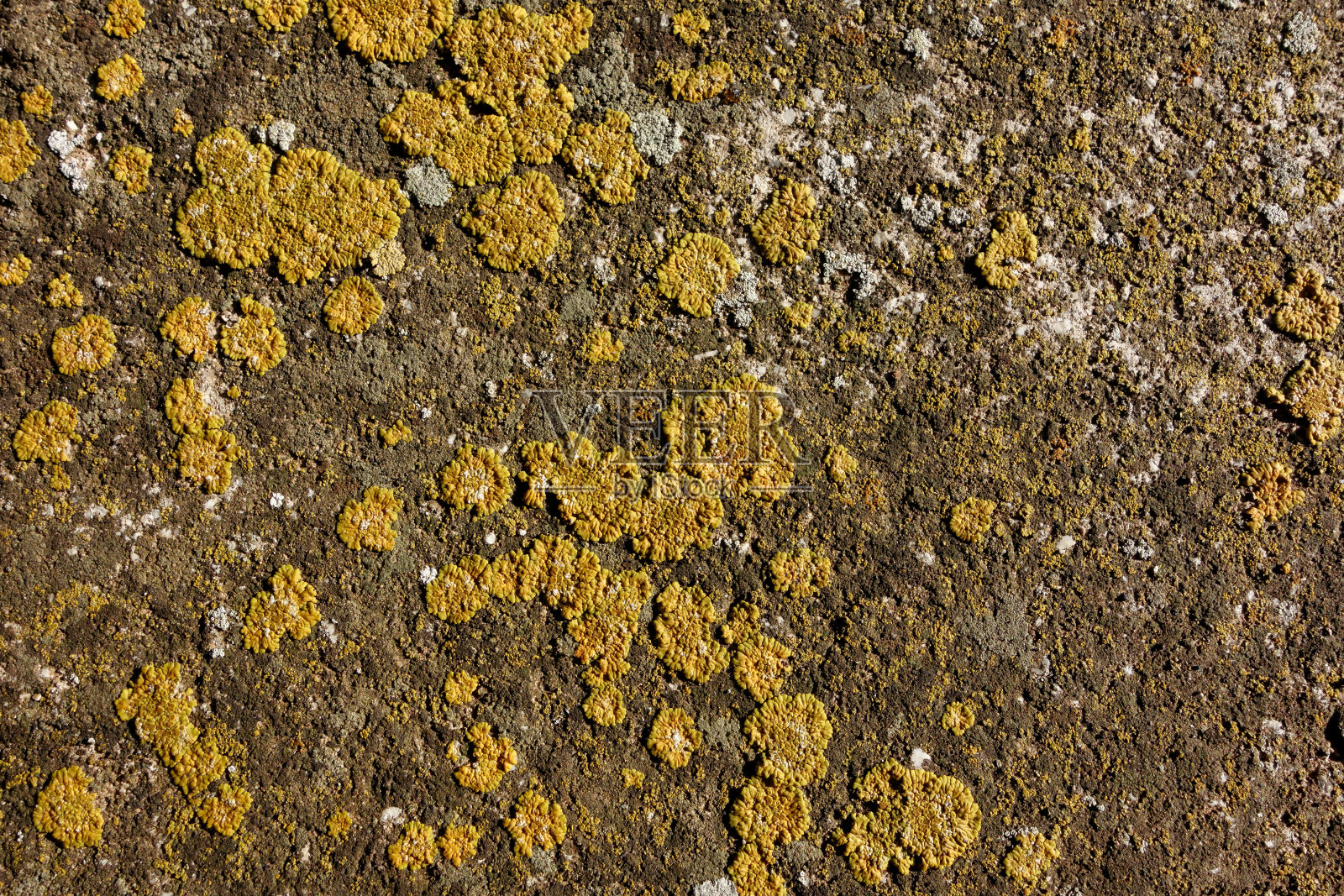 苔藓和地衣照片摄影图片