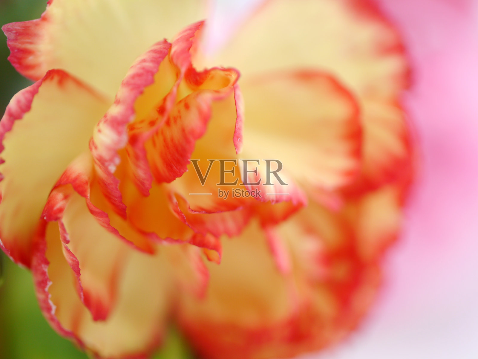 近处喷康乃馨花照片摄影图片