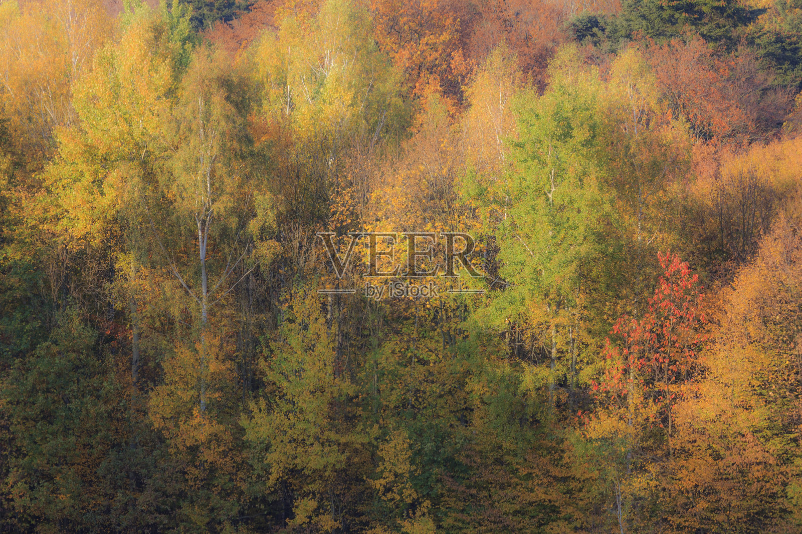 秋林墙照片摄影图片