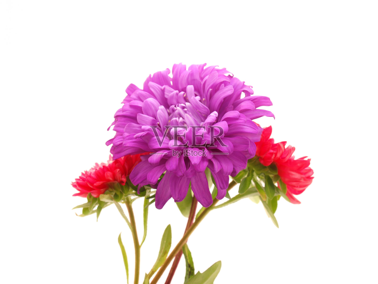 花照片摄影图片