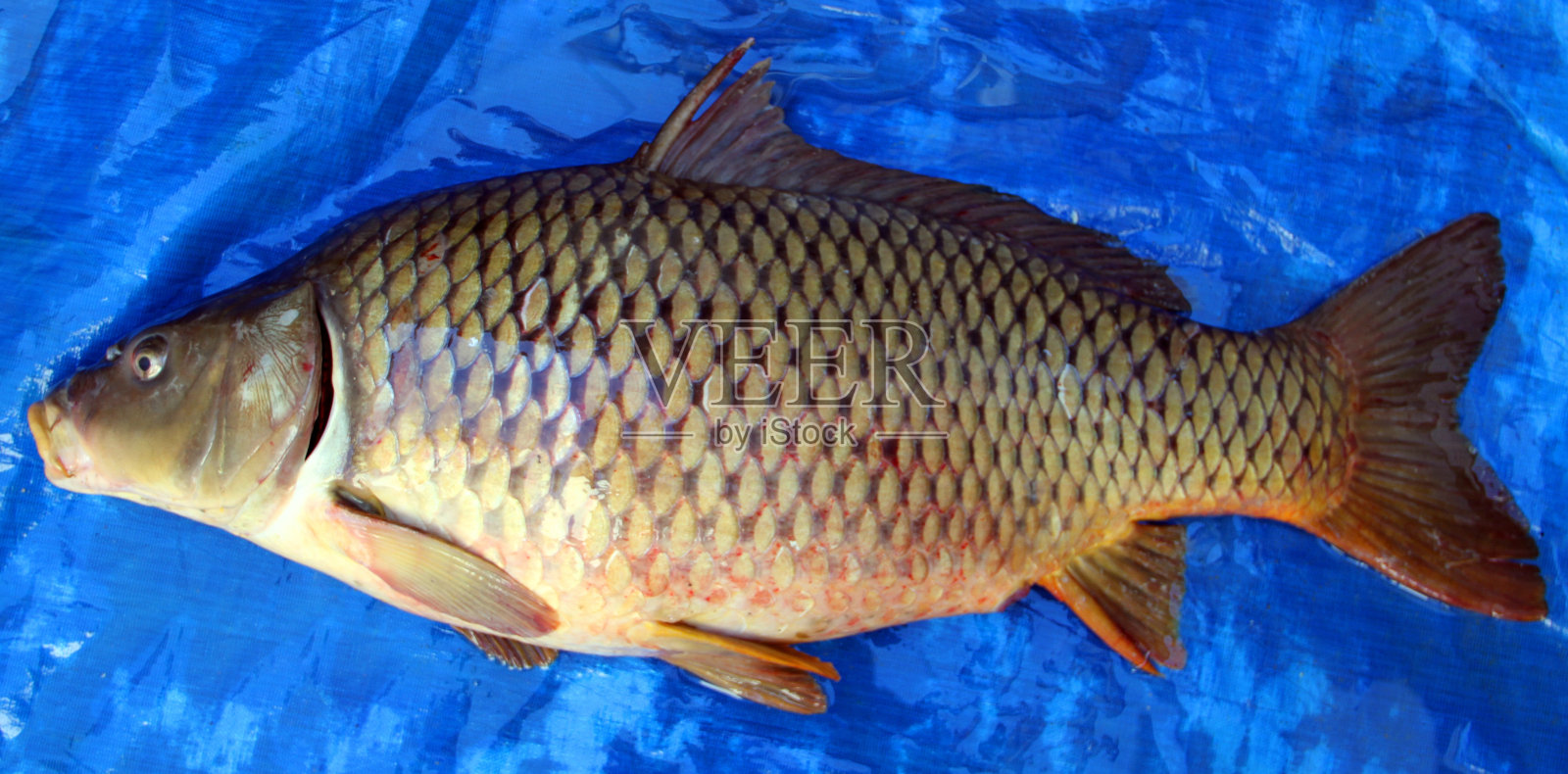 垃圾鱼照片摄影图片