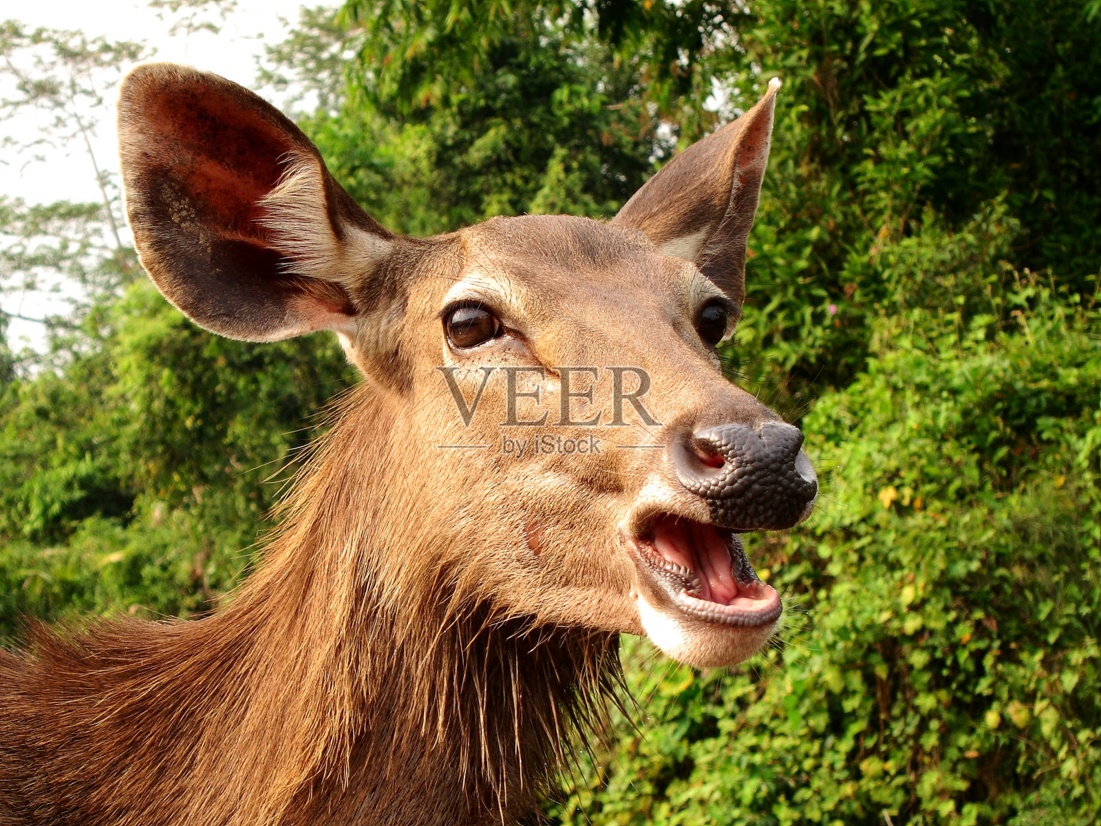 小鹿照片摄影图片