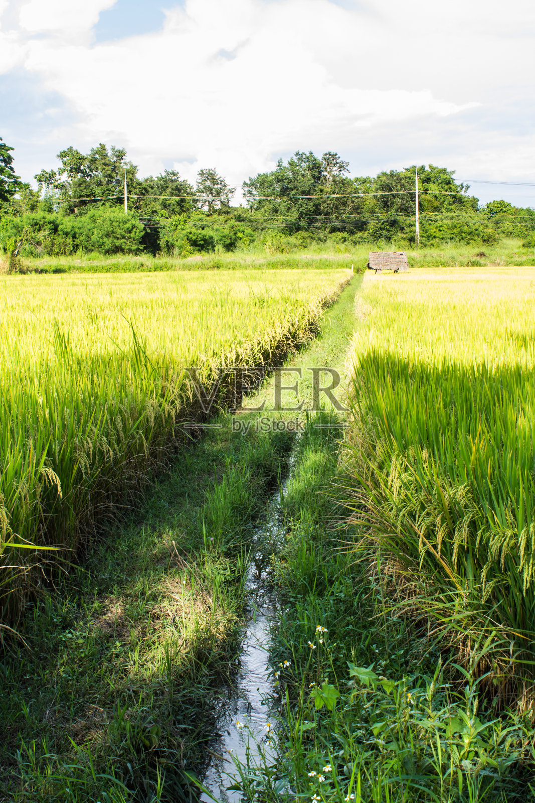 泰国北部绿色的稻田照片摄影图片