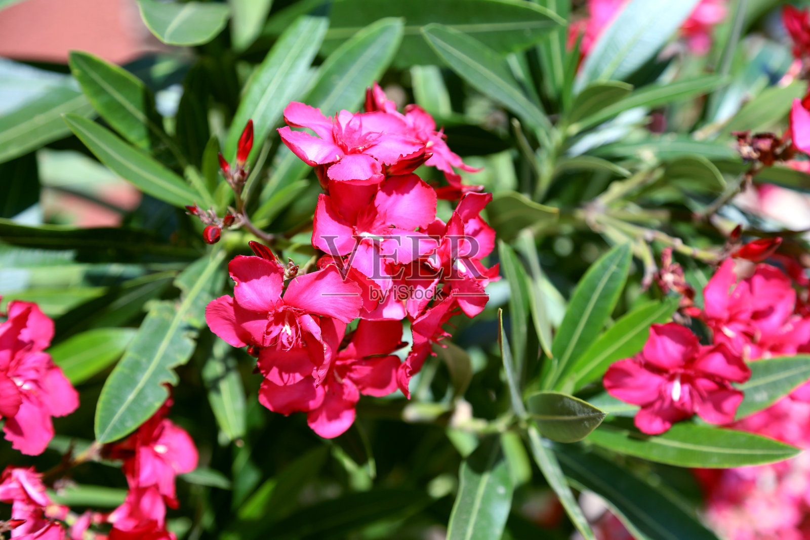 粉红色的蔷薇花在花园里盛开。照片摄影图片