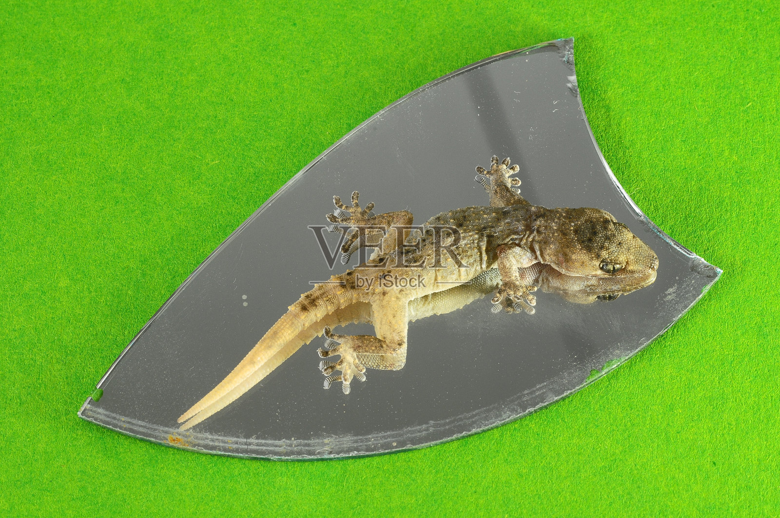 小壁虎蜥蜴和镜子照片摄影图片