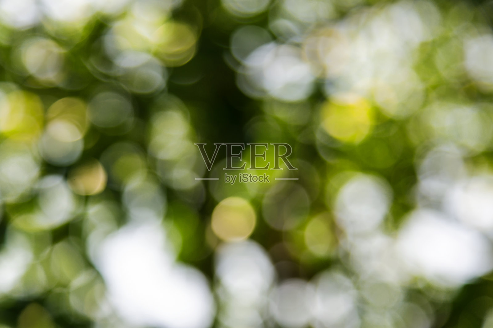 树木绿散景照片摄影图片