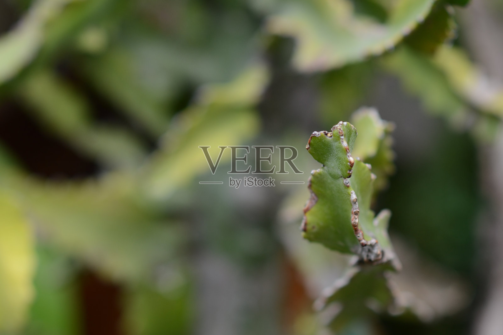 泰国的仙人掌照片摄影图片