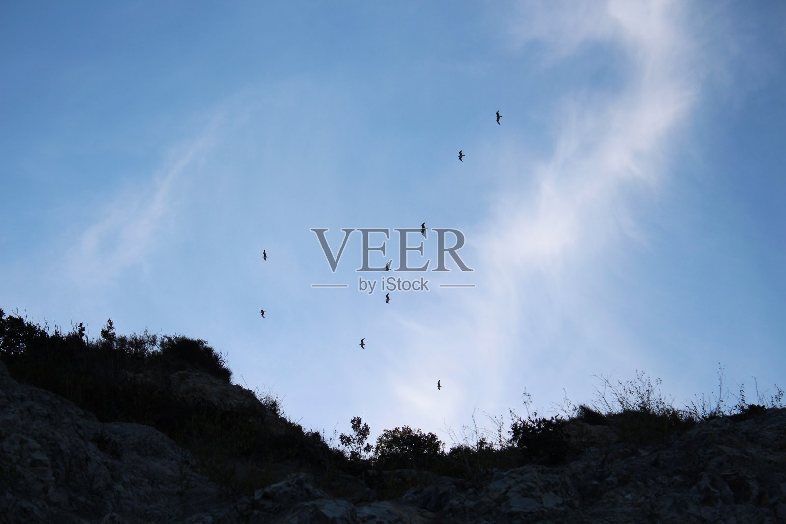 鸟儿在高空盘旋照片摄影图片