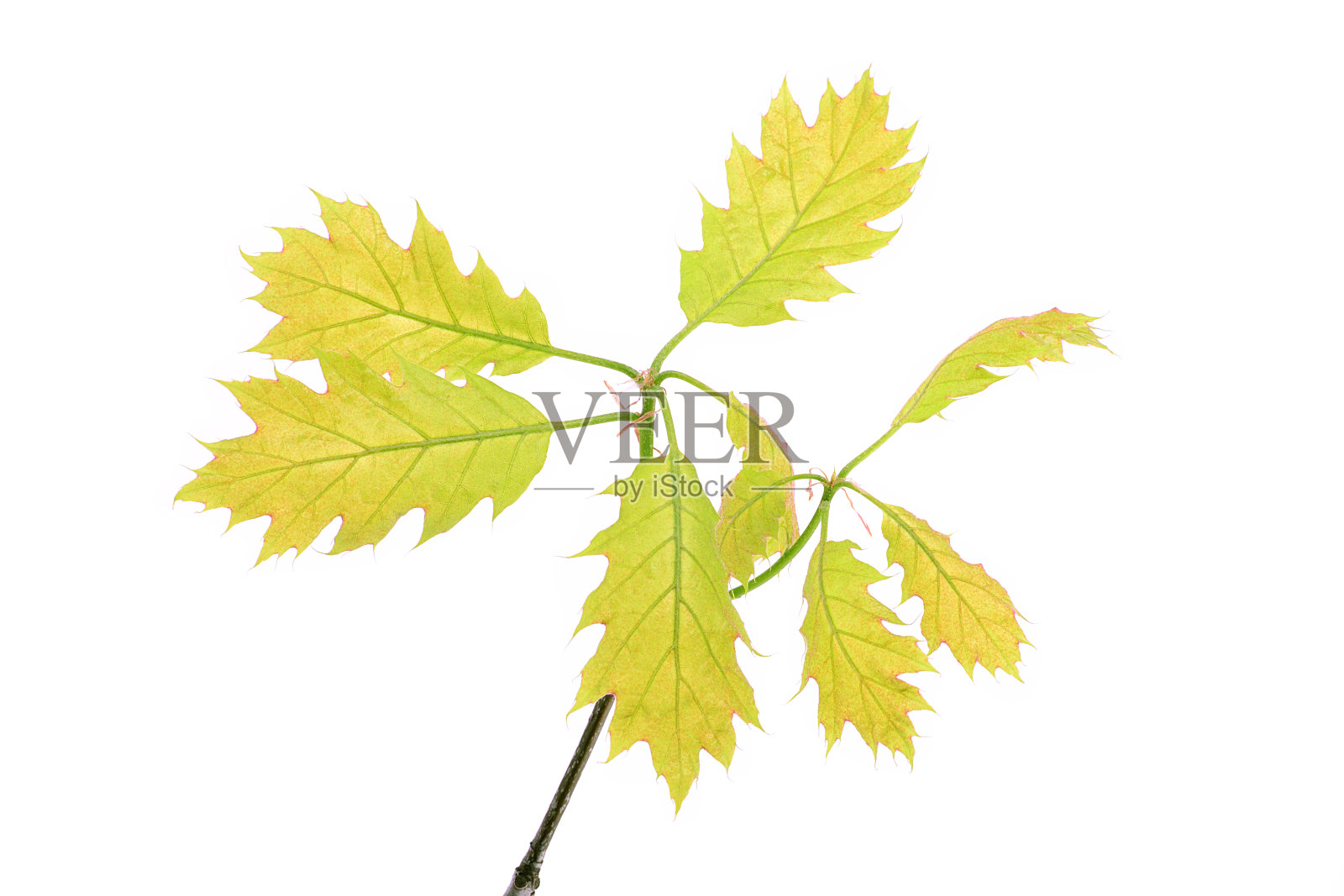 年轻的春天橡树的叶子在树枝上孤立白色照片摄影图片