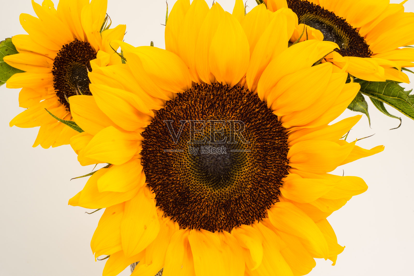 壶里的金色向日葵照片摄影图片