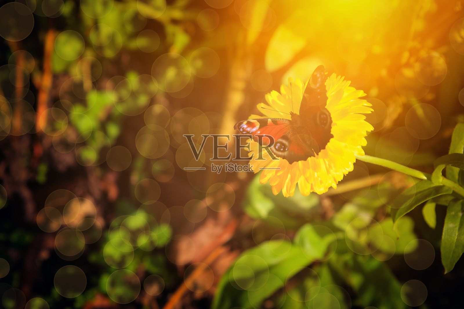 蝴蝶在花照片摄影图片