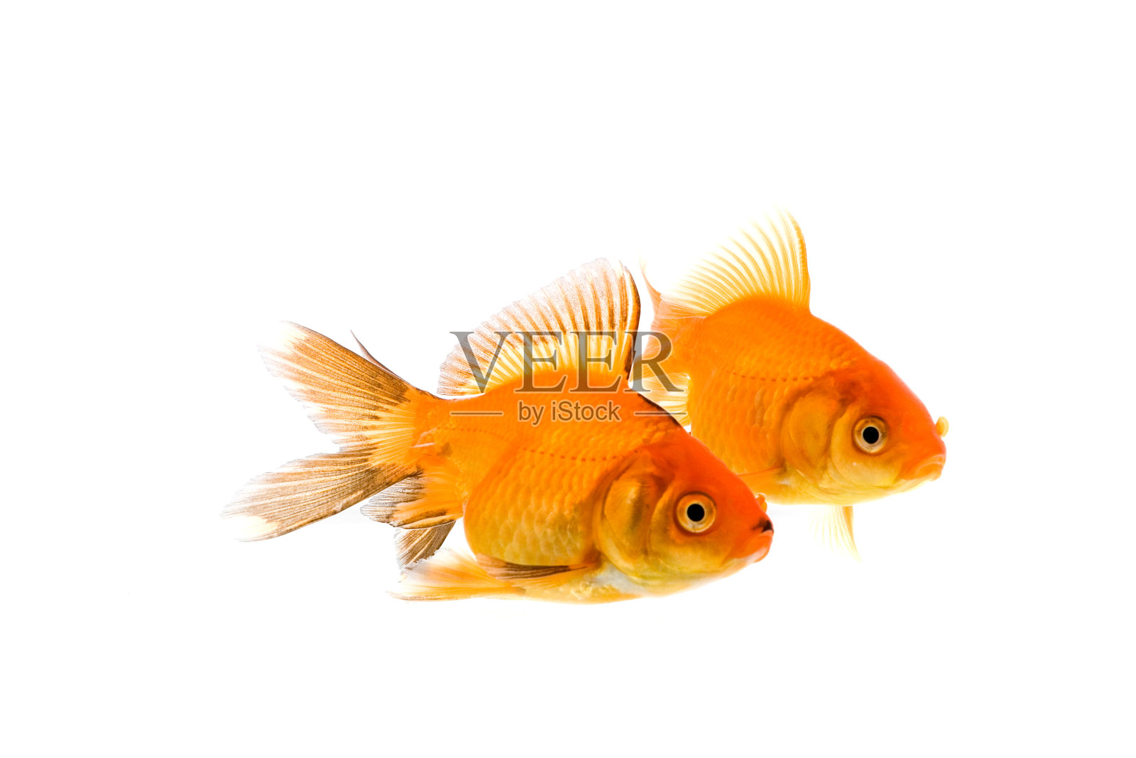 金鱼照片摄影图片