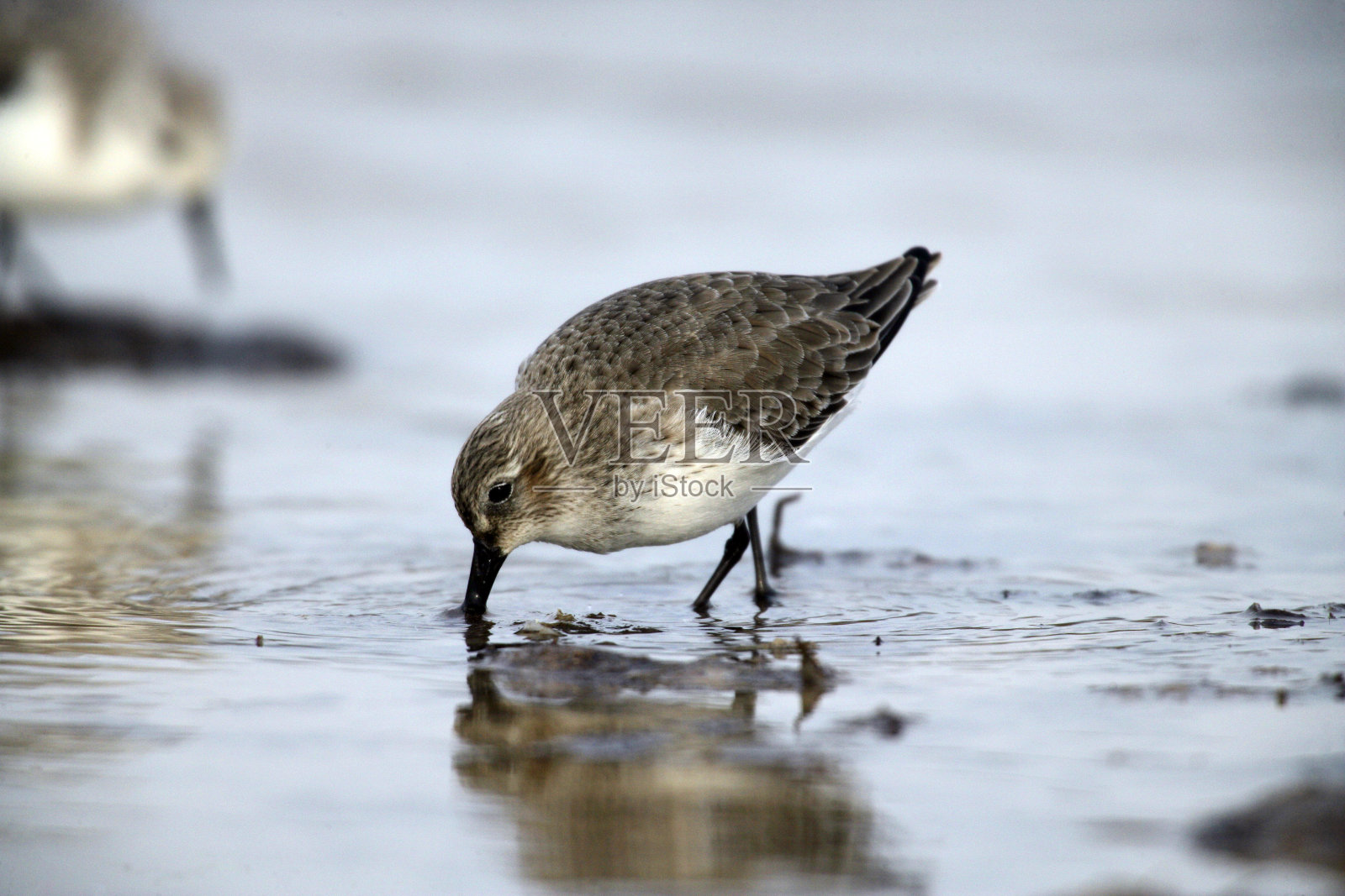 栖息在水域旁的鸟照片摄影图片