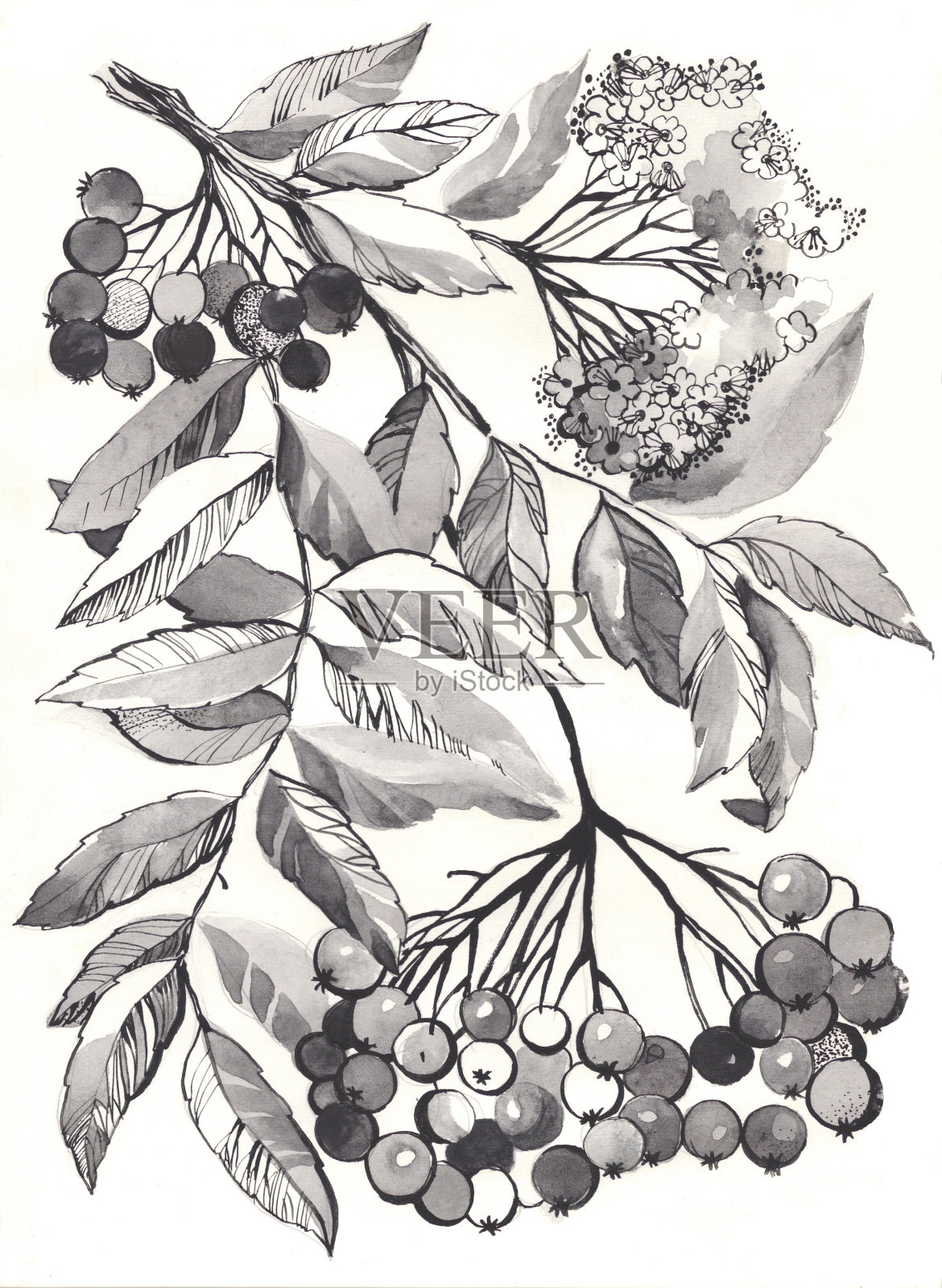 罗文枝水彩画插画图片素材