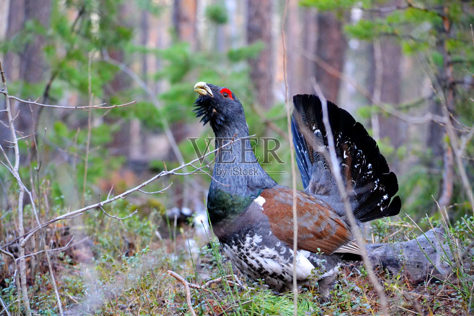 Gluhari当前照片摄影图片