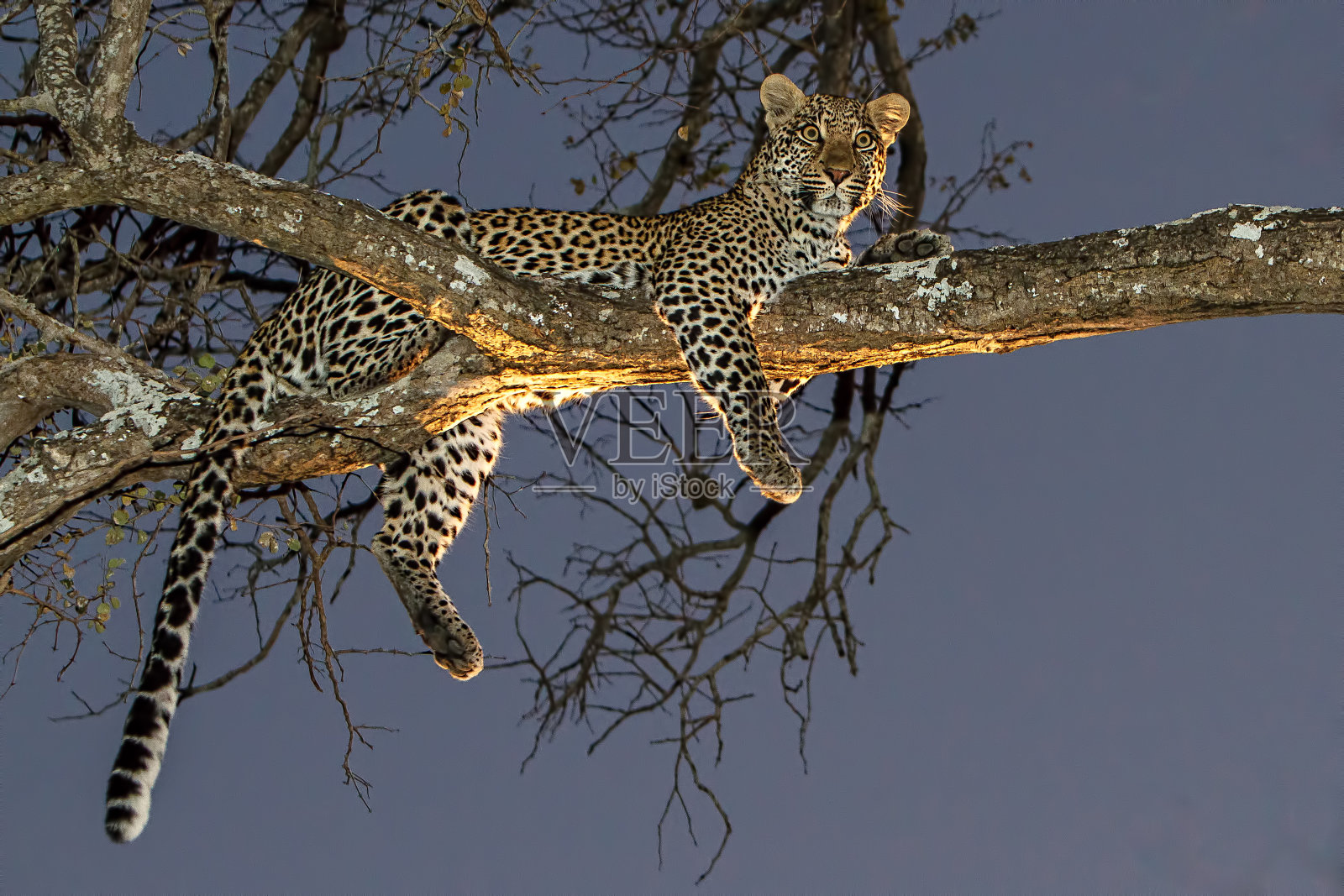 懒惰的莱帕德照片摄影图片