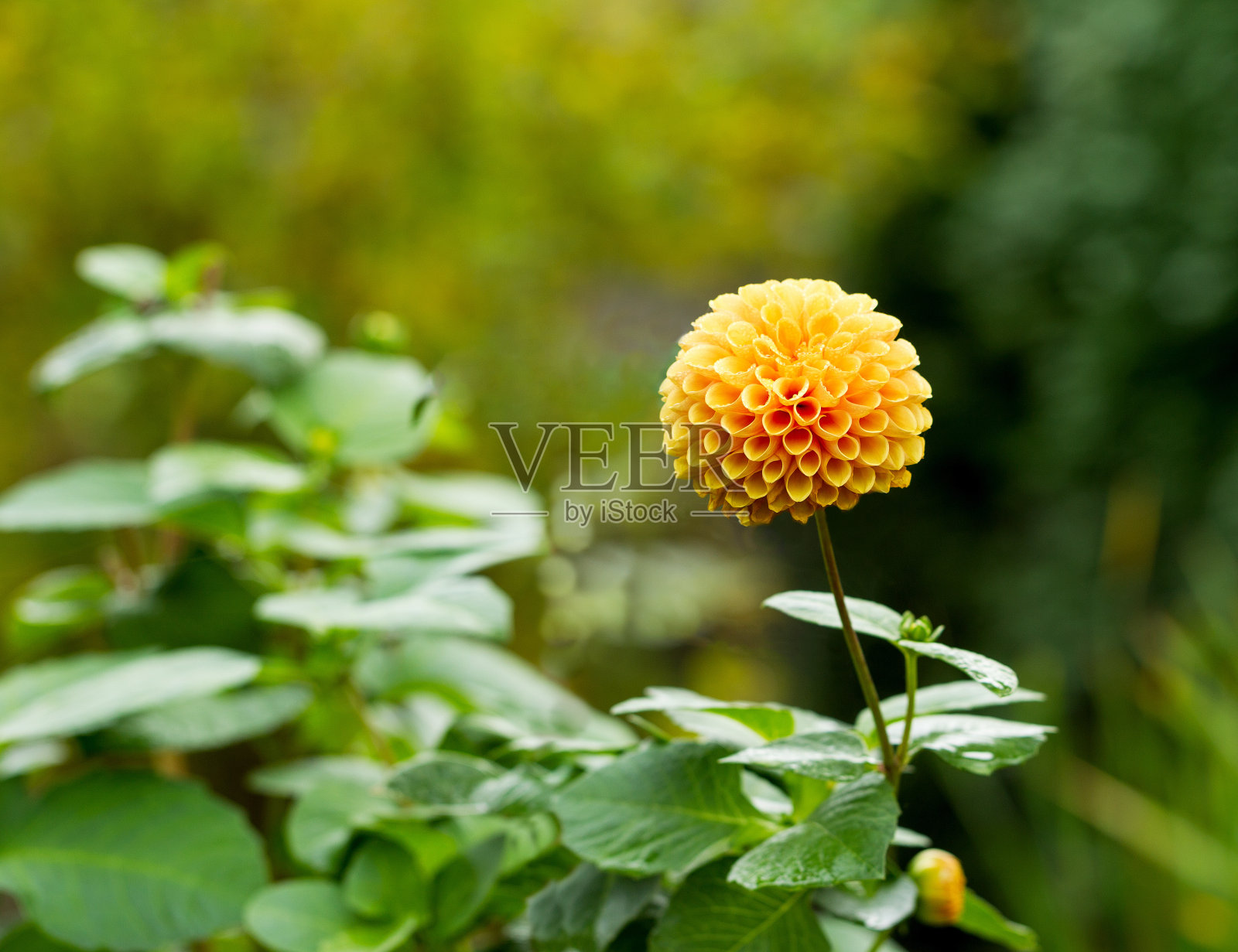 秋天黄色的花照片摄影图片