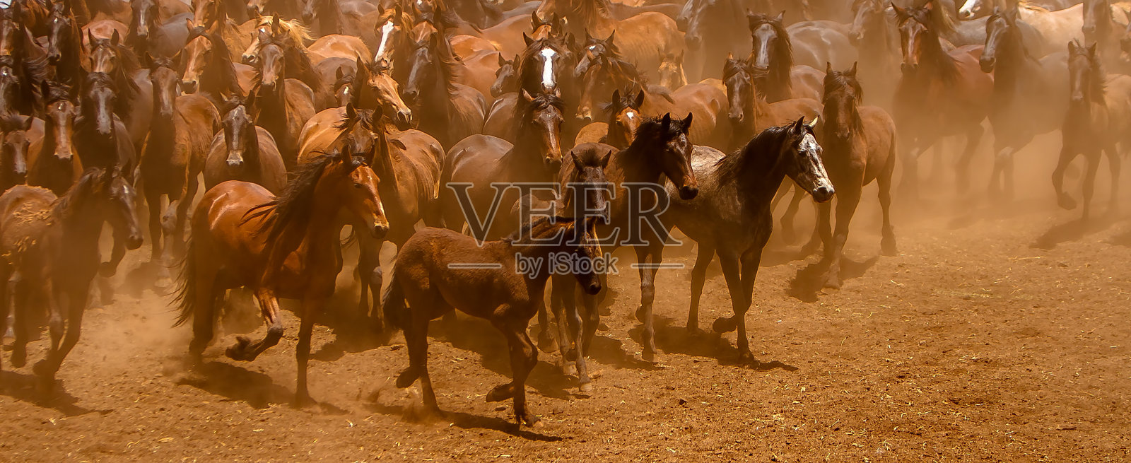 棕色的马照片摄影图片