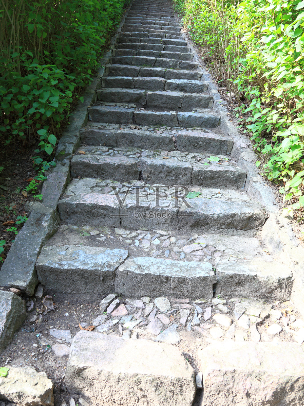 丛林里的混凝土楼梯照片摄影图片